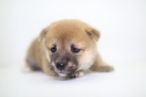 成約済の愛知県の柴犬-47961の2枚目