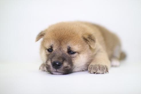 成約済の愛知県の柴犬-47961の3枚目