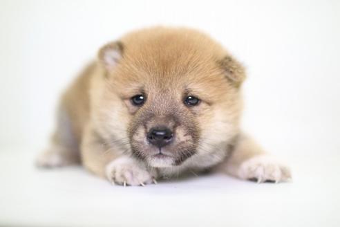 成約済の愛知県の柴犬-47962の1枚目