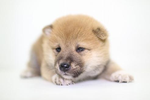 成約済の愛知県の柴犬-47962の2枚目