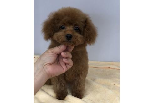 成約済の茨城県のトイプードル-44683の2枚目