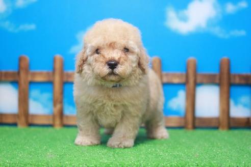 成約済の滋賀県のトイプードル-47188の4枚目