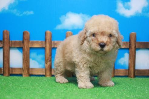 成約済の滋賀県のトイプードル-47188の3枚目