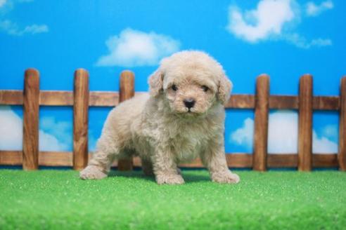 成約済の滋賀県のトイプードル-47199の2枚目