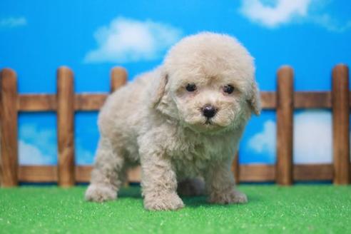 成約済の滋賀県のトイプードル-47200の3枚目