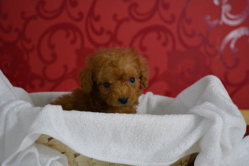 成約済の千葉県のトイプードル-47749の4枚目