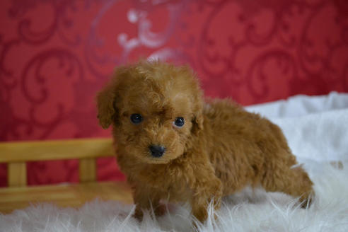 成約済の千葉県のトイプードル-47749の3枚目