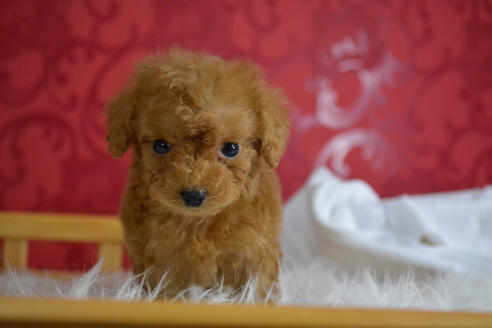 成約済の千葉県のトイプードル-47749の2枚目