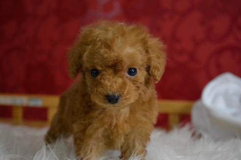 成約済の千葉県のトイプードル-47749の1枚目