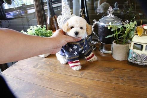 成約済の埼玉県のトイプードル-48008の5枚目