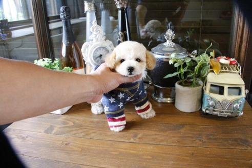 成約済の埼玉県のトイプードル-48008の1枚目