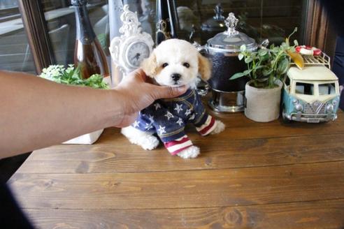 成約済の埼玉県のトイプードル-48008の2枚目