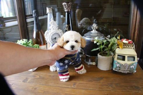 成約済の埼玉県のトイプードル-48008の3枚目