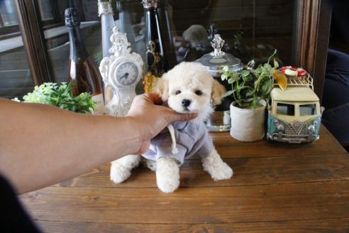 成約済の埼玉県のトイプードル-48009の5枚目