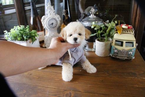 成約済の埼玉県のトイプードル-48009の1枚目