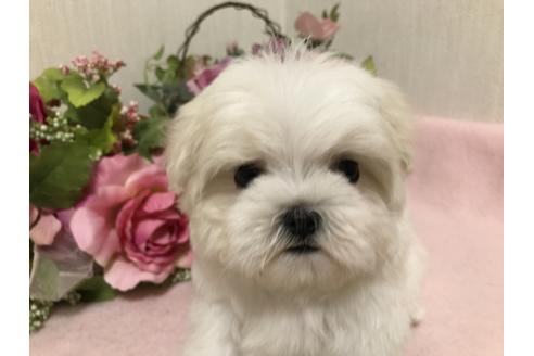 成約済の大阪府のマルチーズ-48010の1枚目