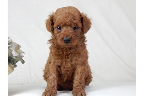 成約済の北海道のトイプードル-48016の1枚目