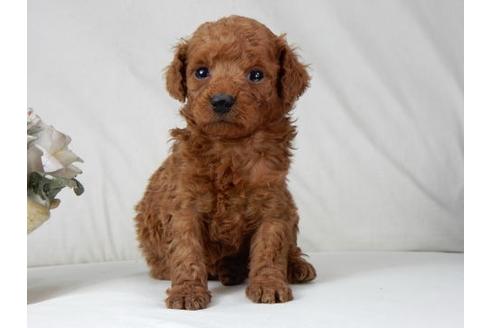 成約済の北海道のトイプードル-48016の2枚目