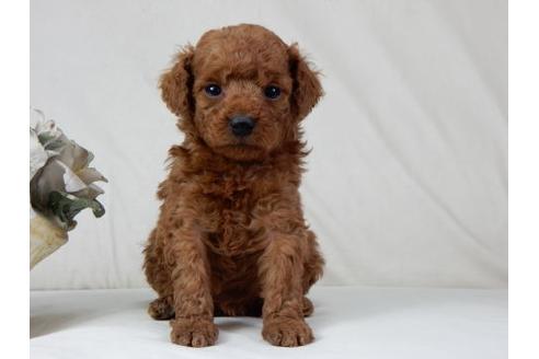 成約済の北海道のトイプードル-48016の3枚目