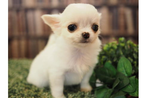 成約済の愛知県のチワワ(ロングコート)-48019の4枚目