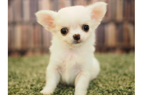 成約済の愛知県のチワワ(ロングコート)-48019の2枚目