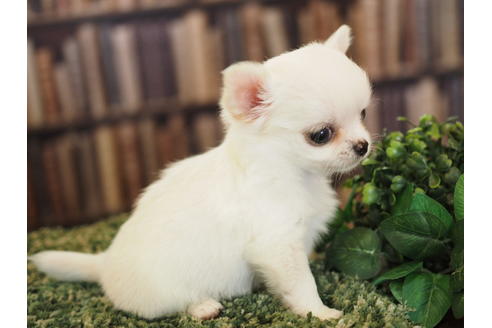 成約済の愛知県のチワワ(ロングコート)-48019の1枚目