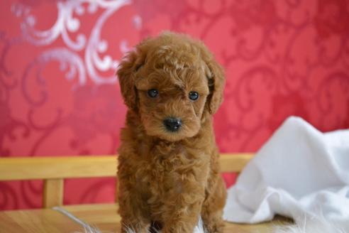 成約済の千葉県のトイプードル-48037の4枚目