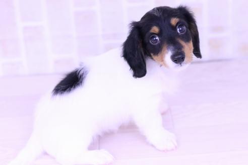成約済の愛知県のミニチュアダックスフンド(ロングヘアード)-46737の4枚目