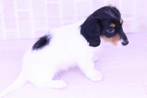 成約済の愛知県のミニチュアダックスフンド(ロングヘアード)-46737の2枚目