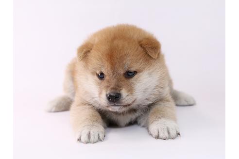 成約済の栃木県の柴犬-48042の2枚目