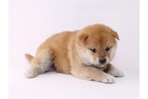 成約済の栃木県の柴犬-48042の3枚目