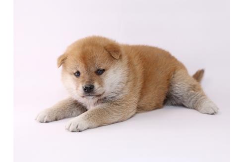 成約済の栃木県の柴犬-48042の1枚目