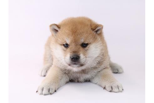 成約済の栃木県の柴犬-48043の3枚目