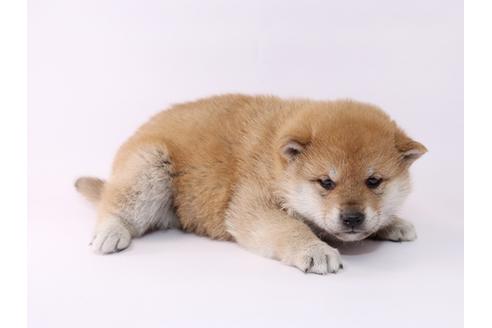 成約済の栃木県の柴犬-48043の1枚目