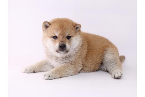 成約済の栃木県の柴犬-48043の2枚目