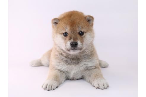 成約済の栃木県の柴犬-48044の3枚目