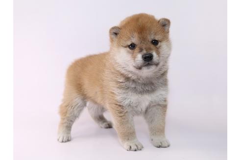 成約済の栃木県の柴犬-48044の1枚目