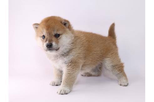 成約済の栃木県の柴犬-48044の2枚目