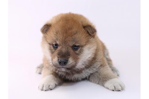 成約済の栃木県の柴犬-48045の2枚目