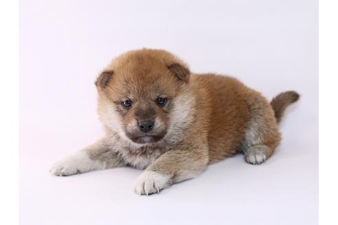 成約済の栃木県の柴犬-48045の3枚目