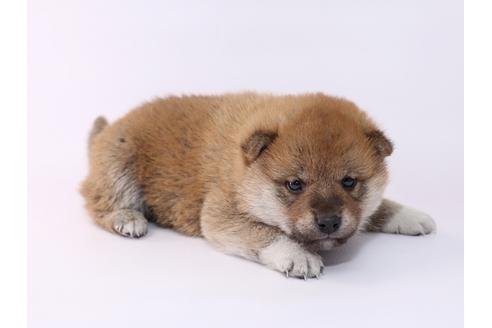 成約済の栃木県の柴犬-48045の1枚目