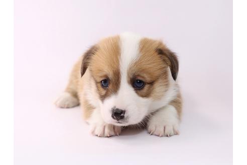 成約済の栃木県のウェルシュコーギーペンブローク-48046の3枚目