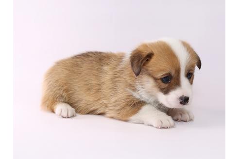 成約済の栃木県のウェルシュコーギーペンブローク-48046の4枚目