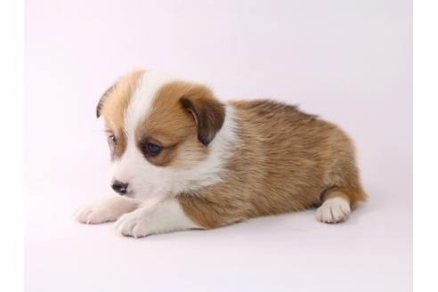 成約済の栃木県のウェルシュコーギーペンブローク-48046の1枚目