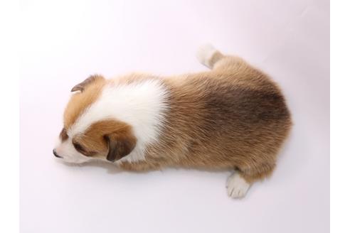 成約済の栃木県のウェルシュコーギーペンブローク-48046の2枚目