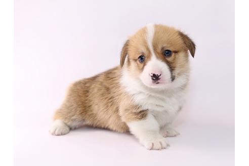 成約済の栃木県のウェルシュコーギーペンブローク-48047の4枚目