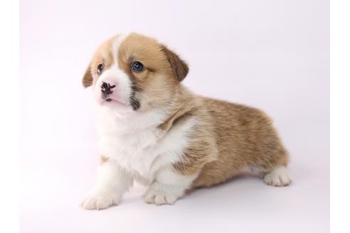 成約済の栃木県のウェルシュコーギーペンブローク-48047の1枚目