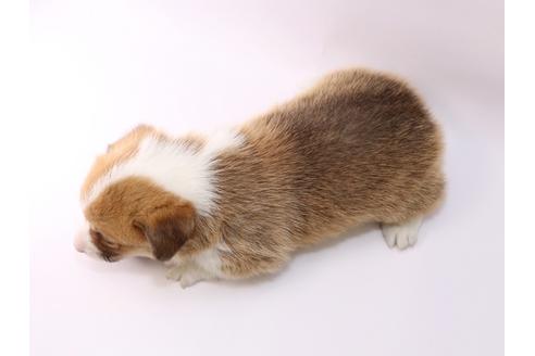 成約済の栃木県のウェルシュコーギーペンブローク-48047の2枚目