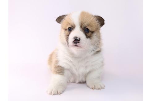 成約済の栃木県のウェルシュコーギーペンブローク-48048の4枚目