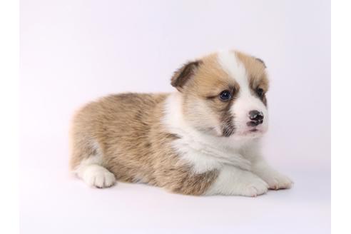 成約済の栃木県のウェルシュコーギーペンブローク-48048の3枚目